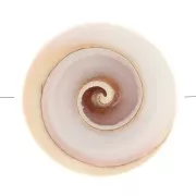 Cuenta de concha de 17 mm - Natural x1