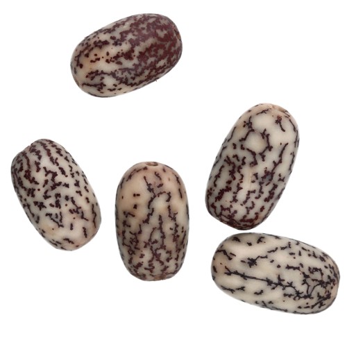 Olivas nueces de Betel 15x10 mm Natural x 5