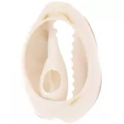 Concha Cauri 18 a 20 mm con resina epoxi - Natural - Dark gold Brillo x1