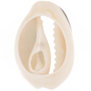 Concha Cauri 18 a 20 mm con resina epoxi - Natural - Brillo negro x1