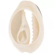 Concha Cauri 18 a 20 mm con resina epoxi - Natural - Brillo negro x1