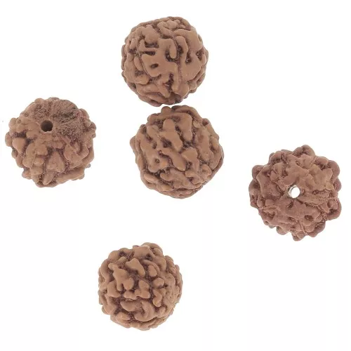 Cuentas de semillas naturales Rudraksha lágrimas de shiva 6.5 mm x20