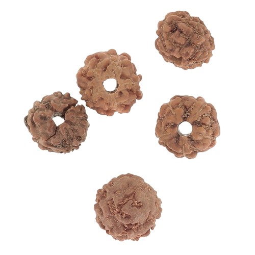 Cuentas de semillas naturales Rudraksha lágrimas de shiva 4.5 mm x20