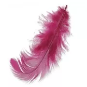 Plumas 8 à 12 cm Dark Fuschia x3gr