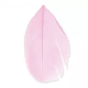 Plumas 6 cm Rosa x3gr