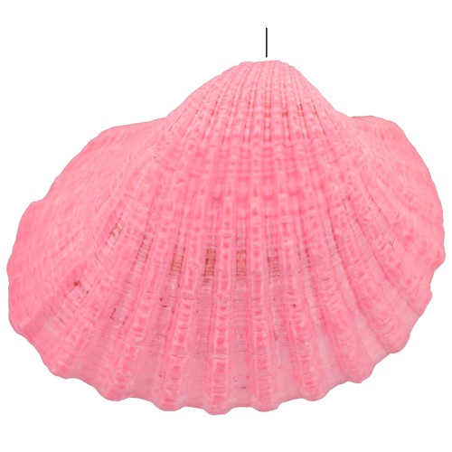 Colgante de concha tintada 16 a 20 mm - Rosa x1