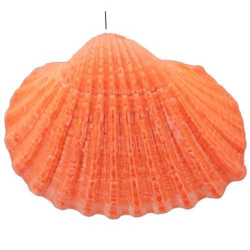 Colgante de concha tintada 16 a 20 mm - Naranja x1