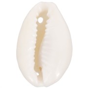 Surtido de entrepiezas de conchas Cauri de 19 a 22 mm - Natural x10|raw }}