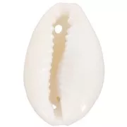 Surtido de entrepiezas de conchas Cauri de 19 a 22 mm - Natural x10