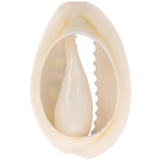 Concha Cauri 18-23 mm estampado leopardo Verde claro - Rosa caramelo - Negro x1