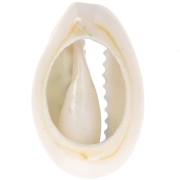 Cauri concha 18-23 mm estampado leopardo - Azul claro - Negro x1