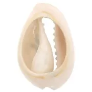 Cauri concha 18-23 mm estampado leopardo - Amarillo - Ocre - Negro x1