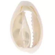 Cauri concha 18-23 mm estampado leopardo - Crudo - Caramelo - Negro x1