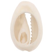 Cauri concha 18-23 mm estampado leopardo - Marrón claro - Crudo - Negro x1