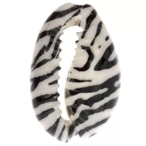 Concha Cauri 18-23 mm estampado cebra - Crudo - Negro x1