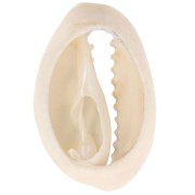 Concha Cauri 18-23 mm estampado cebra - Crudo - Negro x1