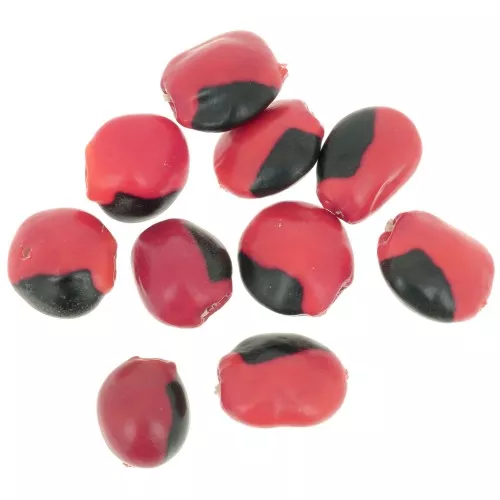 Semillas de huaeruro sudamericano 10 mm Natural x 10