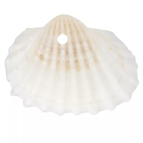 Colgantes de concha 16x20 mm - Natural x4