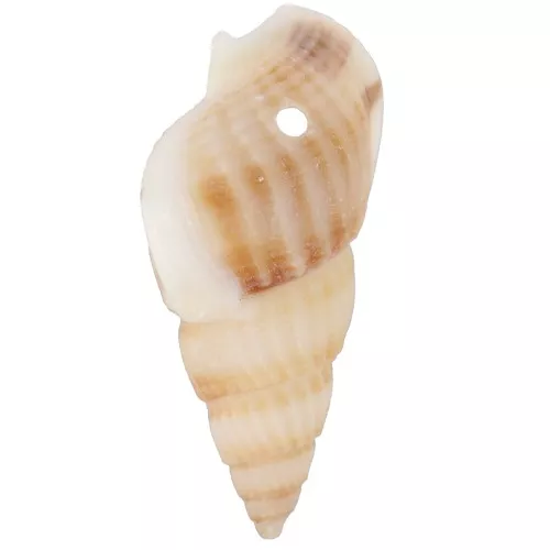 Conchas espirales perforadas - 18 a 21 mm - Natural x10