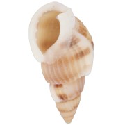 Conchas espirales perforadas - 18 a 21 mm - Natural x10
