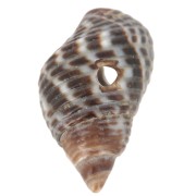 Conchas en espiral con agujeros - 11 a 13 mm Natural - Marrón x10|raw }}