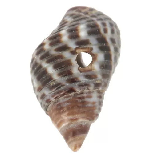 Conchas en espiral con agujeros - 11 a 13 mm Natural - Marrón x10