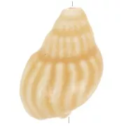 Cuenta de cerámica de concha 21x13 mm - Beige x1