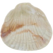 Colgante de resina de concha 34x36 mm - Beige jaspeado x1|raw }}