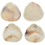 Colgante de resina de concha 34x36 mm - Beige jaspeado x1