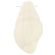 Colgante concha 20,5x13 mm en resina opaca - Crudo x1