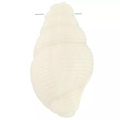 Colgante concha 20,5x13 mm en resina opaca - Crudo x1