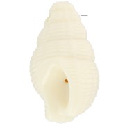 Colgante concha 20,5x13 mm en resina opaca - Crudo x1