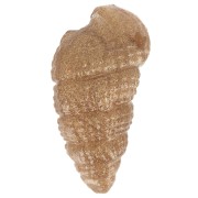 Colgante concha 18x11 mm en resina opaca - Bronce jaspeado|raw }}