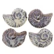 Perla de concha de cerámica 40x31 mm - Marrón oscuro - Jaspeado azul y beige x1