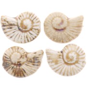 Perla de concha de cerámica 40x31 mm - Beige - Marrón jaspeado x1