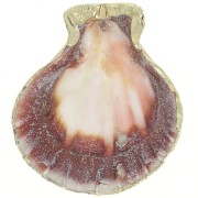 Colgante de concha 37 - 40 mm con adorno Dorado - Natural x1