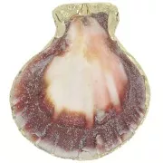 Colgante de concha 37 - 40 mm con adorno Dorado - Natural x1