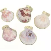 Colgante de concha 37 - 40 mm con adorno Dorado - Natural x1