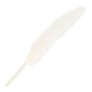 Plumas de 10 a 15 cm Blanco x100