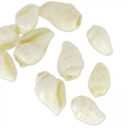 Surtido de mini conchas 10 mm color natural x 10|raw }}