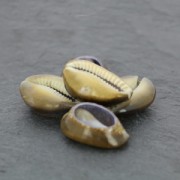 Surtido de media conchas Cauri Tigre Natural x 5