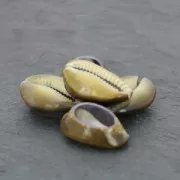 Surtido de media conchas Cauri Tigre Natural x 5