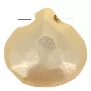 Plana Briolette 8.5 mm dorado con oro fino satinada x1