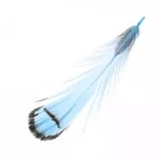 Pluma de faisan rayée 6-11 cm Bleu x1