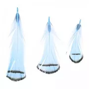 Pluma de faisan rayée 6-11 cm Bleu x1