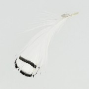Pluma de faisan rayée 6-11 cm Blanc x1