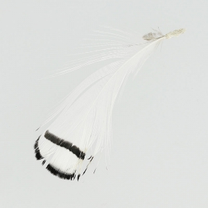Pluma de faisan rayée 6-11 cm Blanc x1
