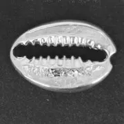 Entrepieza concha 19x13 mm de Plata 925 x1