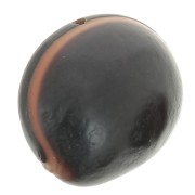 Ojo de buey sudamericano semilla 30 mm Natural x 1