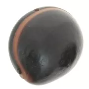 Ojo de buey sudamericano semilla 30 mm Natural x 1